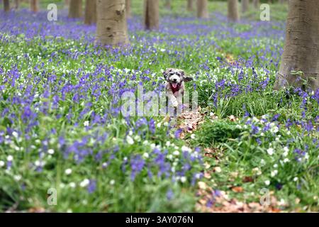 Peterborough, Großbritannien. April 2025. Cookie der Kakapohund genießt am Ostersonntag einen Lauf, während diese Glocken am 20. April 2025 in Peterborough, Cambridgeshire, einen langweiligen Tag erhellen. Quelle: Paul Marriott/Alamy Live News Stockfoto