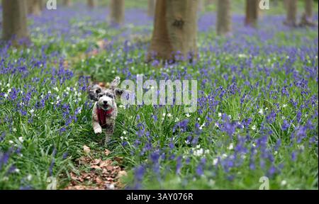 Peterborough, Großbritannien. April 2025. Cookie der Kakapohund genießt am Ostersonntag einen Lauf, während diese Glocken am 20. April 2025 in Peterborough, Cambridgeshire, einen langweiligen Tag erhellen. Quelle: Paul Marriott/Alamy Live News Stockfoto