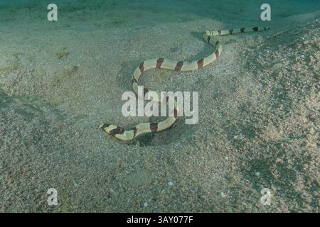 Schlangenaal (Myrichthys colubrinus) im Roten Meer Eilat Israel Stockfoto