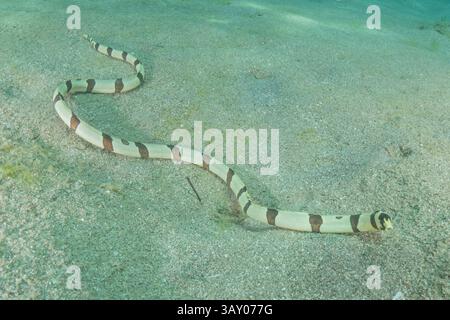 Schlangenaal (Myrichthys colubrinus) im Roten Meer Eilat Israel Stockfoto