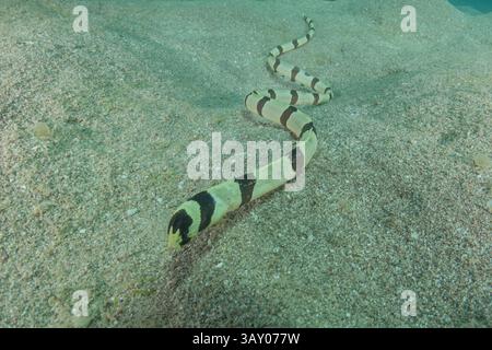 Schlangenaal (Myrichthys colubrinus) im Roten Meer Eilat Israel Stockfoto