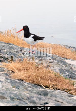 Austernfänger an einem Ufer in Schottland Stockfoto