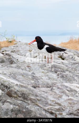 Austernfänger an einem Ufer in Schottland Stockfoto