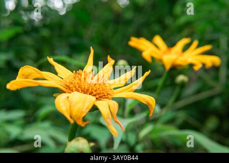 Nahaufnahme einer lebendigen mexikanischen Sonnenblume (Tithonia diversifolia) in Blüte vor einem üppig grünen Hintergrund. Stockfoto