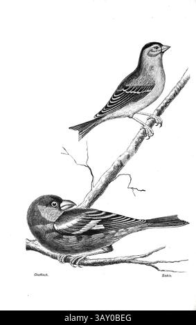 Eurasischer Buchhalm, gewöhnlicher Buchhalm oder einfach der Buchhalm (Fringilla coelebs) und Eurasian siskin (Spinus spinus) aus dem Buch ' Kanarienvögel und Käfigvögel : die Nahrung, Pflege, Züchtung, Krankheiten und Behandlung aller Hausvögel ' von Holden, George Henry, 1848-1914 Publikationsdatum 1888 selbst veröffentlicht in New York, Boston, Providence von G. H. Holden Stockfoto