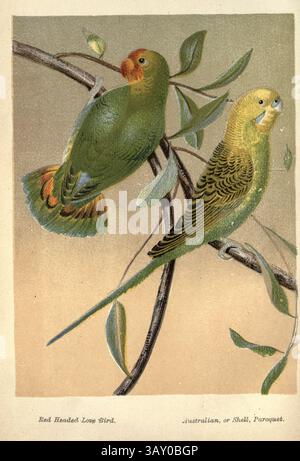 Rothaarige (Agapornis pullarius) und Wellensittich (Melopsittacus undulatus), auch bekannt als der gewöhnliche Sittich, Muschelsittich oder Wellensittich aus dem Buch ' Kanarien und Käfigvögel : die Nahrung, Pflege, Züchtung, Krankheiten und Behandlung aller Hausvögel ' von Holden, George Henry, 1848-1914 Publikationsdatum 1888 selbst veröffentlicht in New York, Boston, Providence von G. H. Holden Stockfoto