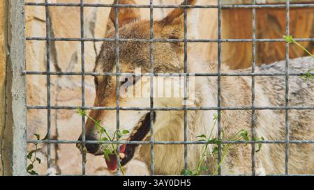 Der iberische Wolf zeigt Zähne hinter einem Metallzaun in einem Zoo Stockfoto