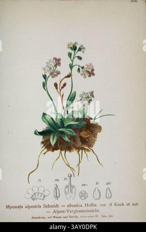 Myosotis alpestris Schmidt = silvatica Hoffm. VAR B Koch et aut. Alpen-Vergissmeinnicht. Myosotis alpestris oder Alpine Forget-Me-Not ist eine krautige Staudenpflanze aus der blühenden Pflanzenfamilie Boraginaceae. Die alpine VergissmeinNot ist die County-Blume von Westmorland im Vereinigten Königreich. Botanische Zeichnung aus Atlas der Alpenflora Band 3 von Hartinger, Anton, geboren 1806; Dalla Torre, K. W. von (Karl Wilhelm), 1850–1928; Deutscher Alpenverein (gegründet 1874), veröffentlicht 1882 Stockfoto