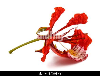 Extravagante Blume isoliert auf weiß Stockfoto