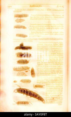 Eine Sammlung detaillierter Illustrationen zu verschiedenen Insektenarten, begleitet von beschreibendem Text. Das Layout betont die komplizierten Merkmale und einzigartigen Formen der Insekten und hebt ihre Vielfalt und ökologische Bedeutung hervor., Eruca hirsuta 5, Haarige Raupen, S. 190, 1634, Thomas Moffet, Edward Wotton, Konrad Gessner, Thomas Penny: Insectorum sive minimorum animalium theatrum: olim ab Edoardo Wottono. Conrado Gesnero. Thomaque Pennio inchoatum: Tandem Tho. Moufeti Londinatis Opera sumptibusque maximis concinnatum auctum, perfectum [...]. Londini: Ex officina typographica Stockfoto