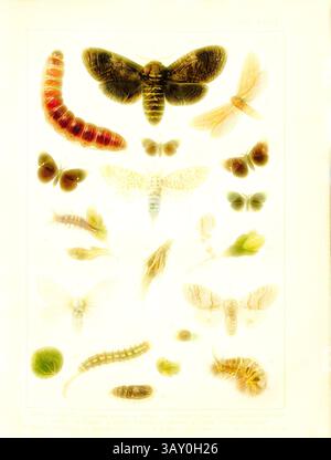 Eine Sammlung aufwändig detaillierter Illustrationen, die verschiedene Arten von Insekten und Raupen zeigen, harmonisch in Reihen angeordnet. Jedes Exemplar wird präzise dargestellt, wobei die einzigartigen Merkmale und Muster ihrer Flügel und Körper hervorgehoben werden. Das Layout betont die Vielfalt der Insektenwelt und lädt dazu ein, diese faszinierenden Lebewesen näher zu betrachten. Schmetterlinge, Raupen und Puppen in Mitteleuropa 10, Hepialus Humuli, Cossus Cossus, Zeuzera Pyrina, Heterogenea Limacodes, Psyche Unicolor, Orgya Antiqua, Orgya Gonostigma, Dasychira Pudibunda, Leucoma Salicis, Platte XVIII, Stockfoto