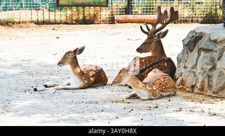 Eine Familie von Damhirschen, die friedlich unter Baumschatten ruhen und ruhige Momente im Safaripark genießen Stockfoto