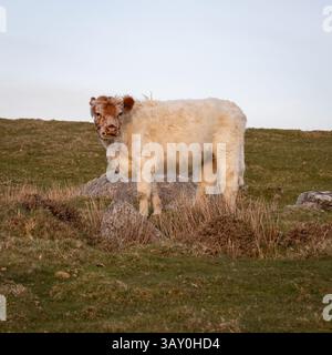 Junge Kälber, die im Moor von Caradon Hill Bodmin weiden Stockfoto