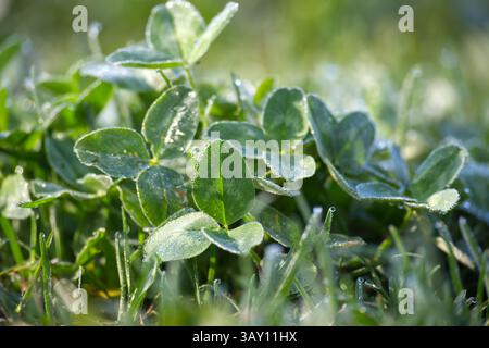 Bei einer Nahaufnahme von Klee in einem grasbewachsenen Feld, das mit kleinen Perlen von Morgentau bedeckt ist, ist das Bild im Fokus. Stockfoto