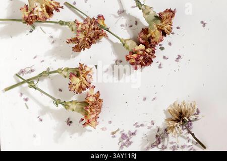 Getrocknete Blumen auf hellem Hintergrund Stockfoto