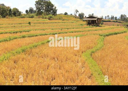 Wunderschöne Landschaft der Reisfelder auf Terrassen von Ban Pa Pong Piang, Mae Chaem, Provinz Chiang Mai, Thailand Stockfoto