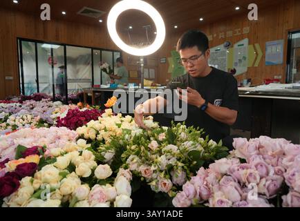 (250422) -- LONGYOU, 22. April 2025 (Xinhua) -- Ein Mitarbeiter fördert chinesische Rosen per Live-Streaming in einer chinesischen Rosenproduktionsbasis im County Longyou, ostchinesischer Provinz Zhejiang, 22. April 2025. Nach dem Abschluss des College kehrten Zhan Juntao und Liu Gang, beide Einheimische aus Longyou County, in ihre Heimatstadt zurück, um gemeinsam ein Geschäft zu gründen. 2016 führten sie Sorten der Rosa Chinensis, oder der chinesischen Rose, aus Europa ein und eröffneten eine Pflanzbasis in der Grafschaft. Zhan und Liu betreiben heute zwei Produktionsstandorte, die eine Pflanzfläche von über 40 mu (ca. 2,67 Hektar) abdecken Stockfoto
