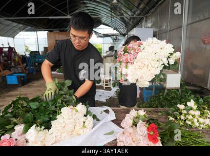 (250422) -- LONGYOU, 22. April 2025 (Xinhua) -- Ein Mitarbeiter arrangiert frisch geschnittene chinesische Rosen in einer chinesischen Rosenproduktionsbasis in Longyou County, ostchinesische Provinz Zhejiang, 22. April 2025. Nach dem Abschluss des College kehrten Zhan Juntao und Liu Gang, beide Einheimische aus Longyou County, in ihre Heimatstadt zurück, um gemeinsam ein Geschäft zu gründen. 2016 führten sie Sorten der Rosa Chinensis, oder der chinesischen Rose, aus Europa ein und eröffneten eine Pflanzbasis in der Grafschaft. Zhan und Liu betreiben heute zwei Produktionsstandorte mit einer Pflanzfläche von über 40 mu (etwa 2,67 Hektar), wo sie mehr anbauen Stockfoto