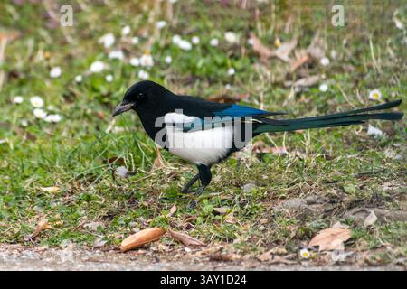 Eurasische Elster (Pica pica), die in grünem Gras auf der Suche ist, mit markantem schwarz-weißem Gefieder und langem Schwanz. Stockfoto