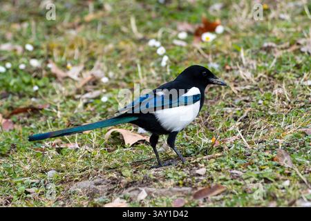 Eurasische Elster (Pica pica), die in grünem Gras auf der Suche ist, mit markantem schwarz-weißem Gefieder und langem Schwanz. Stockfoto