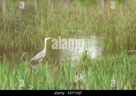 Graureiher „Ardea cinerea“, der durch ein grasbewachsenes Feuchtgebiet im Donana-Nationalpark in Südspanien weht. Stockfoto