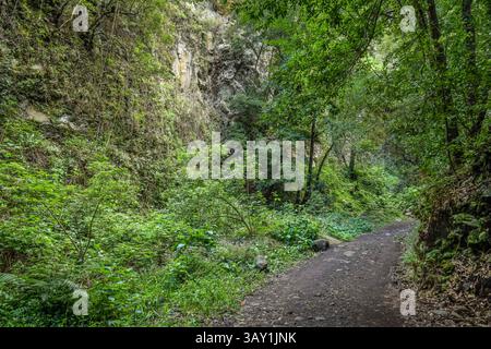 Wanderweg im Loorbeerwald Cubo de La Galga, La Palma, Spanien Stockfoto
