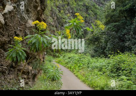 Wanderweg im Loorbeerwald Cubo de La Galga, La Palma, Spanien Stockfoto
