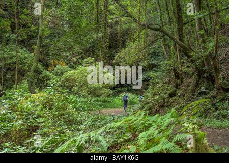 Wanderweg im Loorbeerwald Cubo de La Galga, La Palma, Spanien Stockfoto