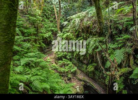 Wanderweg im Loorbeerwald Cubo de La Galga, La Palma, Spanien Stockfoto