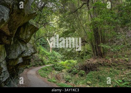 Wanderweg im Loorbeerwald Cubo de La Galga, La Palma, Spanien Stockfoto