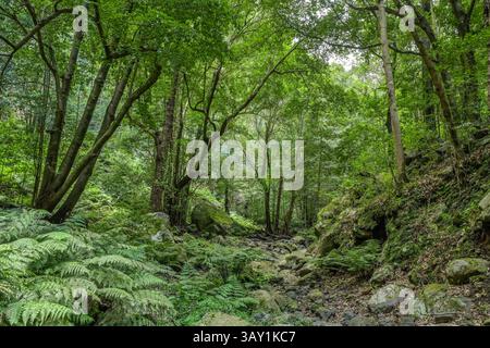 Wanderweg im Loorbeerwald Cubo de La Galga, La Palma, Spanien Stockfoto