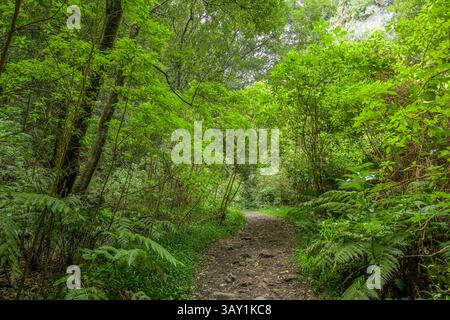 Wanderweg im Loorbeerwald Cubo de La Galga, La Palma, Spanien Stockfoto