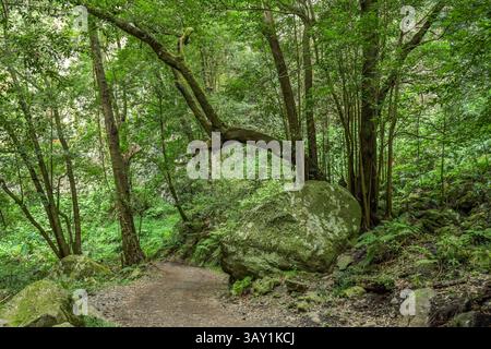 Wanderweg im Loorbeerwald Cubo de La Galga, La Palma, Spanien Stockfoto