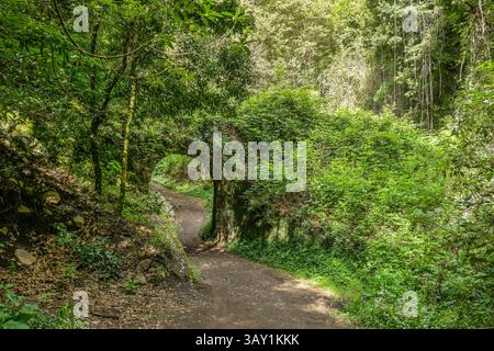 Wanderweg im Loorbeerwald Cubo de La Galga, La Palma, Spanien Stockfoto