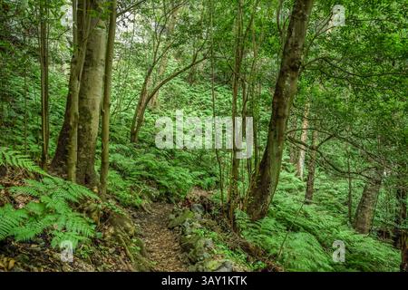Wanderweg im Loorbeerwald Cubo de La Galga, La Palma, Spanien Stockfoto