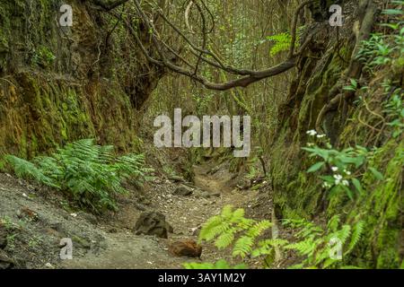 Wanderweg im Loorbeerwald Cubo de La Galga, La Palma, Spanien Stockfoto