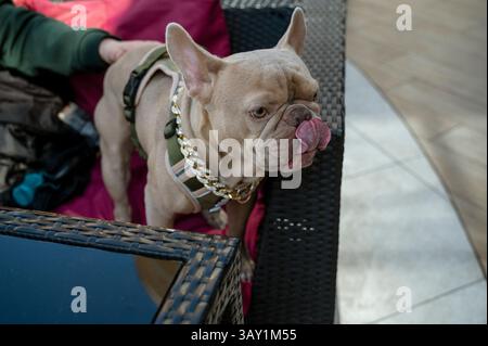 Graue französische Bulldogge mit seinem Besitzer im Café auf dem Sofa. Stockfoto