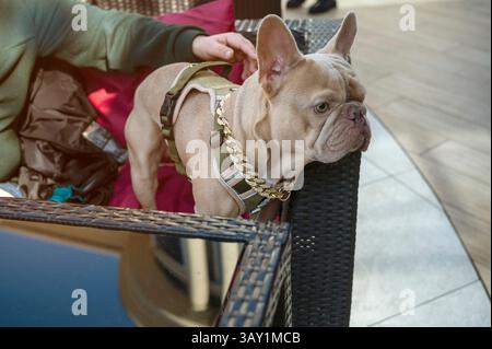 Graue französische Bulldogge mit seinem Besitzer im Café auf dem Sofa. Stockfoto