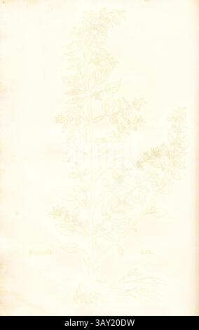 Eine komplexe botanische Illustration einer Pflanze mit detaillierten Blättern und einem schlanken Stamm, präsentiert auf hellem Hintergrund., Brennnessel, Illustration einer Brennnessel aus dem 16. Jahrhundert, pl. LIX, S. 132, 1543, Leonhart Fuchs: New Kreuterbuch, in welchem nit allein die gantz histori, das ist, name, gestalt, statt und zeit der wachsung [...]. Basell: Isingrin, 1563, Klassische Kunst mit einem modernen Twist von Artotop Stockfoto