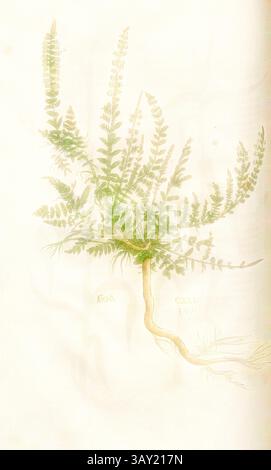 Eine detailreiche Illustration eines Farns mit zarten Wedeln, die sich anmutig von einem schlanken Stiel erstrecken, zeigt die Schönheit des botanischen Lebens., Heyd, Abb. 143, CXLI, Capitel LI-C., Leonhart Fuchs: New Kreuterbuch, in welchem nit allein die gantz histori, das ist, namen, gestalt, statt und zeit der wachsung [...] des meysten theyls der Kreuter so in Teutschen und andern Landen wachsen, [...] beschriben, sonder auch aller derselben wurtzel, stengel, [...] abgebildet und kontrafayt ist. Basell: Isingrin 1563, Klassische Kunst mit modernem Twist, neu interpretiert von Artotop Stockfoto