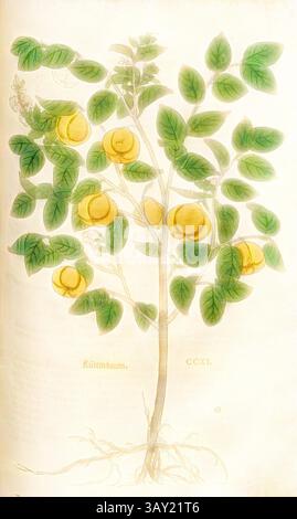 Eine zarte Illustration eines Baumes mit Reifen gelben Früchten inmitten grüner Blätter, die die natürliche Schönheit und das Detail des botanischen Lebens veranschaulicht., Kütt-Baum, Abb. 213, CCXI, Capitel CI-CL., Leonhart Fuchs: New Kreuterbuch, in welchem nit allein die gantz histori, das ist, namen, gestalt, statt und zeit der wachsung [...] des meysten theyls der Kreuter so in Teutschen und andern Landen wachsen, [...] beschriben, sonder auch aller derselben wurtzel, stengel, [...] abgebildet und kontrafayt ist. Basell: Isingrin 1563, Klassische Kunst mit modernem Twist, neu interpretiert von Artotop Stockfoto