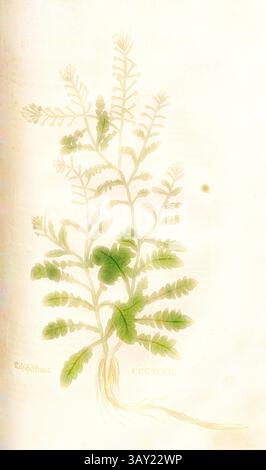 Eine detaillierte botanische Illustration mit einem zarten Arrangement farnartiger Blätter, die verschiedene Grüntöne vor einem weichen Hintergrund zeigt. Die Pflanze scheint einen schlanken Stamm mit fein geteiltem Laub zu haben, der ihre komplizierte Struktur hervorhebt., Teelichtpulver, Abb. 349, CCCXLVII, Capitel CCI-CCL., Leonhart Fuchs: New Kreuterbuch, in welchem nit allein die gantz histori, das ist, namen, gestalt, statt und zeit der wachsung [...] des meysten theyls der Kreuter so in Teutschen und andern landen wachsen, [...] beschriben, sonder auch aller derselben wurtzel, stengel, [...] abgebil Stockfoto