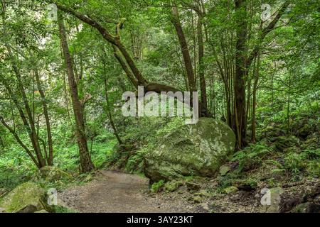 Wanderweg im Loorbeerwald Cubo de La Galga, La Palma, Spanien *** Wanderweg im Lorbeerwald Cubo de La Galga, La Palma, Spanien Stockfoto