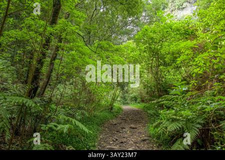 Wanderweg im Loorbeerwald Cubo de La Galga, La Palma, Spanien *** Wanderweg im Lorbeerwald Cubo de La Galga, La Palma, Spanien Stockfoto