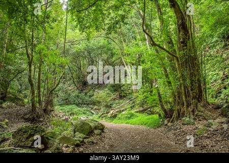 Wanderweg im Loorbeerwald Cubo de La Galga, La Palma, Spanien *** Wanderweg im Lorbeerwald Cubo de La Galga, La Palma, Spanien Stockfoto