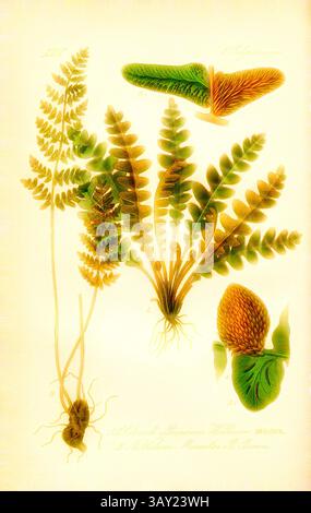 Eine komplizierte botanische Illustration mit verschiedenen Farnen und ihren Komponenten, zeigt detaillierte Blattstrukturen und eine lebendige Darstellung von Wurzeln und Sporen., Milzfarn, A: Ceterach officinarum Willdenow – gemeiner Milzfarn, B: Notholaena Marantae R. Brown – Marantas Trugfarn, Familie: 2. Polypodiaceae gefleckte Farnpflanzen, pl. 5, nach S. 16 (Band 1), 1886, Otto Wilhelm Thomé: Prof. Dr. Thomés Flora von Deutschland, Österreich und der Schweiz in Wort und Bild. Gera-Untermhaus: Verlag von FR. Eugen Köhler, [1886]., Klassische Kunst mit modernem Twist von Artotop Stockfoto