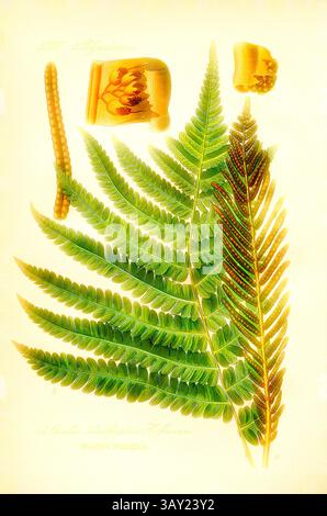 Eine Sammlung aufwändig detaillierter Farnblätter, begleitet von botanischen Illustrationen anderer Pflanzenexemplare, die die Schönheit und Vielfalt der Vegetation zeigen., Deutscher Straußenfarn, Onoclea Struthiopteris Hoffmann - Deutscher Straußenfarn, Familie: 2. Polypodiaceae - Familie der gefleckten Pilze, pl. 12, nach S. 40 (Band 1), 1886, Otto Wilhelm Thomé: Prof. Dr. Thomés Flora von Deutschland, Österreich und der Schweiz in Wort und Bild. Gera-Untermhaus: Verlag von FR. Eugen Köhler, [1886]., Klassische Kunst mit modernem Twist von Artotop Stockfoto