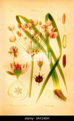 Eine detaillierte botanische Illustration mit blühenden Pflanzen, komplett mit beschrifteten Teilen wie Blättern, Blumen und Samenstrukturen, in einer eleganten Komposition angeordnet. Das Design spiegelt einen klassischen Stil wider und betont die komplizierten Details und Schönheit der Flora., Wasserliesch, Butomus umbellatus L. - Wasserliesch, umbelliferous Schwanenblume, Wasserflasche, Familie: 19. Butomaceae - Schwanenblumegewächse, Platte 37, nach S. 84 (Band 1), 1886, Otto Wilhelm Thomé: Prof. Dr. Thomé's Flora von Deutschland, Österreich und der Schweiz in Wort und Bild. Gera-Untermhaus: Verlag von P. Eugen Köhler, Stockfoto