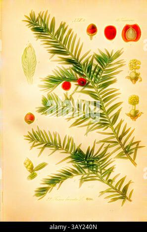 Eine detaillierte botanische Illustration zeigt einen Zweig der Eibe mit seinen unverwechselbaren nadelförmigen Blättern und leuchtend roten Beeren. Um den Hauptzweig herum befinden sich weitere Darstellungen der verschiedenen Teile des Baumes, einschließlich Samen und Laub., Eibe, Taxus baccata L. - Europäische Eibe, Familie: 11. Taxineae - Eibenpflanzen, signiert: WM, pl. 22, nach S. 56 (Band 1), Müller, W., 1886, Otto Wilhelm Thomé: Prof. Dr. Thomés Flora von Deutschland, Österreich und der Schweiz in Wort und Bild. Gera-Untermhaus: Verlag von P. Eugen Köhler, [1886]., Klassische Kunst mit modernem Twist von Artoto neu interpretiert Stockfoto
