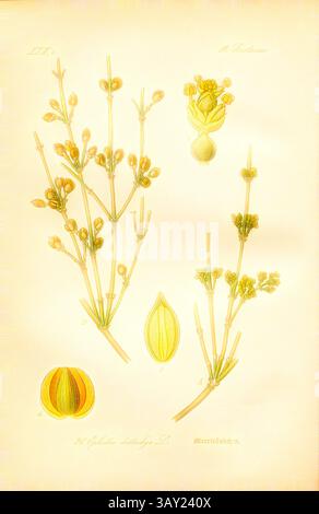 Eine komplizierte botanische Illustration mit zarten Stämmen, die mit Knospen und Blättern verziert sind, begleitet von detaillierten Darstellungen von Samenkapseln. Jedes Element zeigt die feine Struktur und natürliche Schönheit der Pflanze., Ephedra distachya L. - Meerträubchen oder Meerträubel, Familie: 14. Gnetacae - Gnetum Family, pl. 28, nach S. 66 (Band 1), 1886, Otto Wilhelm Thomé: Prof. Dr. Thomés Flora von Deutschland, Österreich und der Schweiz in Wort und Bild. Gera-Untermhaus: Verlag von FR. Eugen Köhler, [1886]., Klassische Kunst mit modernem Twist von Artotop Stockfoto